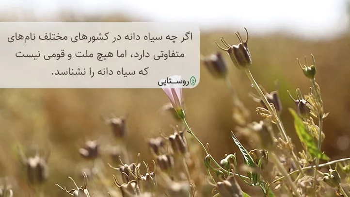 تاریخچه گیاه سیاه دانه