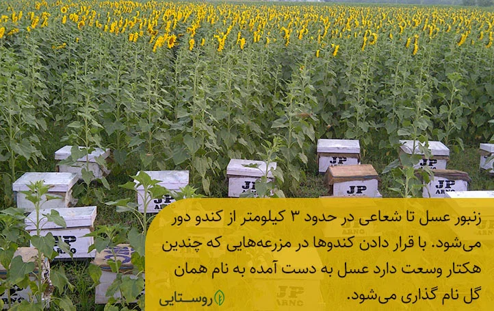 کندو زنبور در مزرعه آفتابگردان