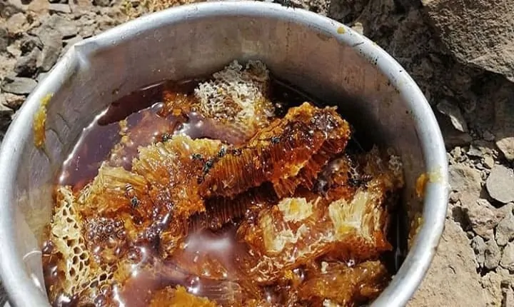 عسل وحشی کوهستان