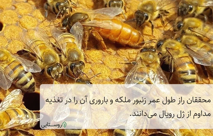 تغذیه ملکه از ژل رویال