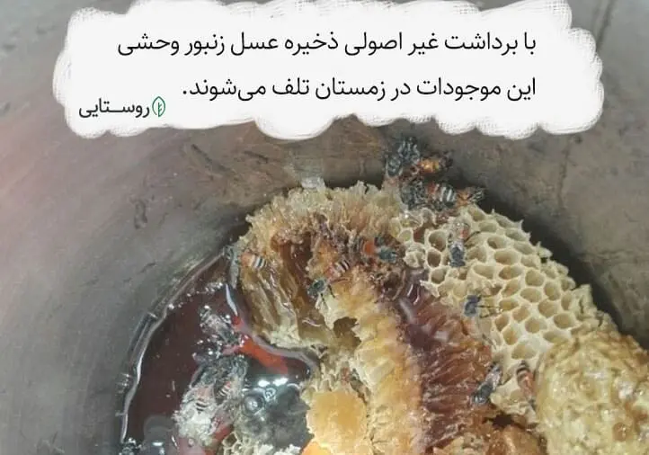 برداشت غیر اصولی عسل وحشی