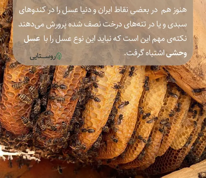 تولید عسل در کندوهای سبدی و تنه درختی