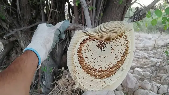 عسل وحشی بر روی درخت