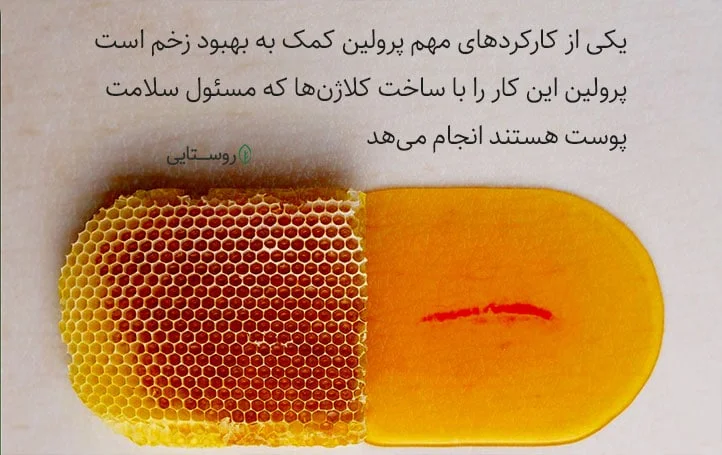 پرولین برای درمان جای زخم