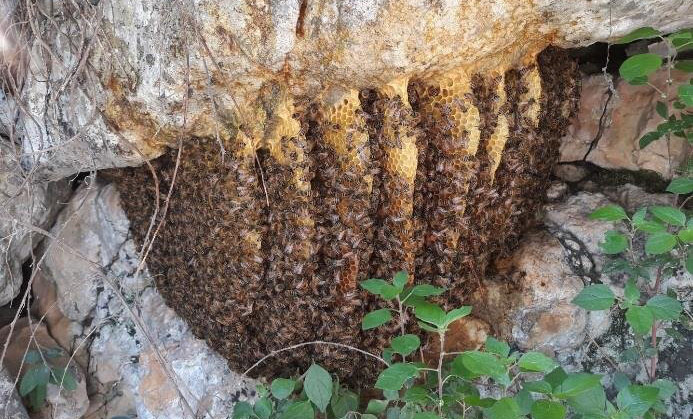 یک کلنی زنبور عسل در کوه