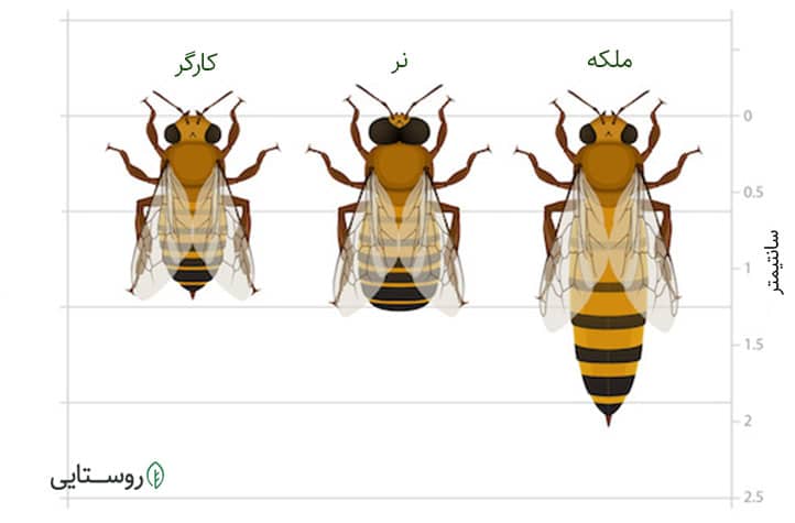تفاوت اندازه انواع زنبورهای یک کلنی