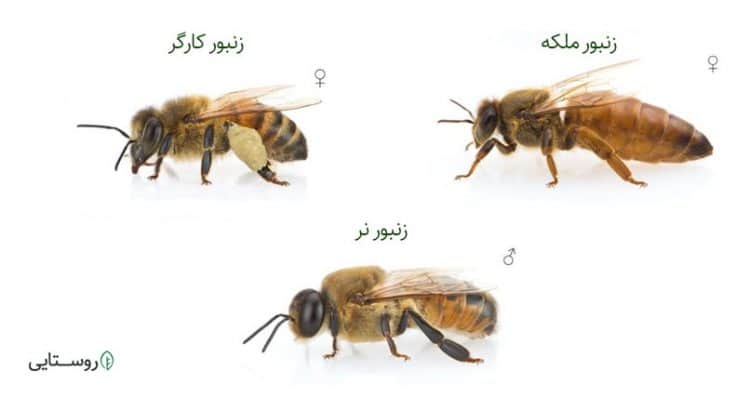 انواع زنبورهای موجود در یک کلنی