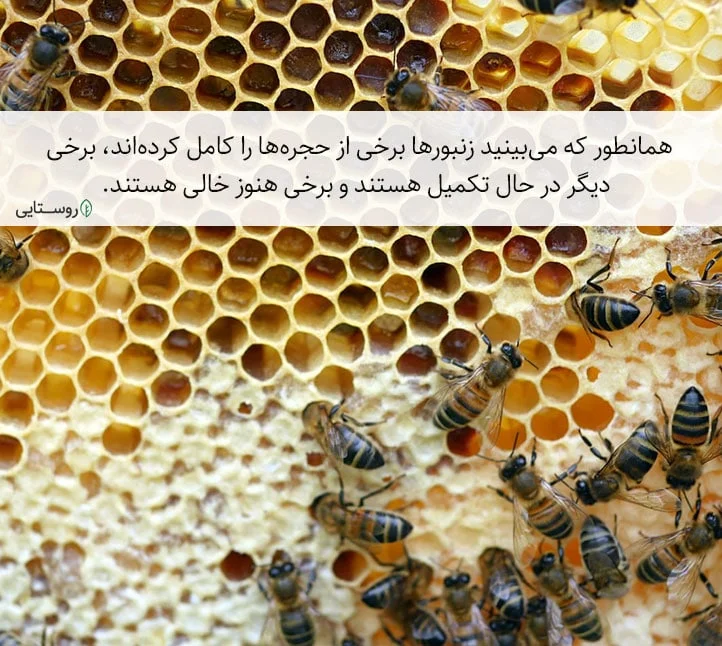 ذخیره و پلمپ حجره‌ها توسط زنبور عسل