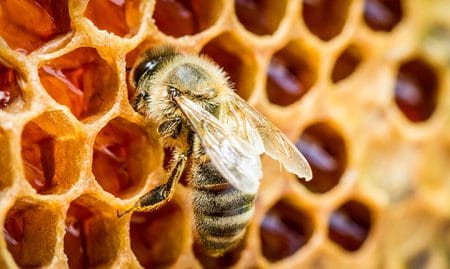 عسل چگونه تولید می‌شود