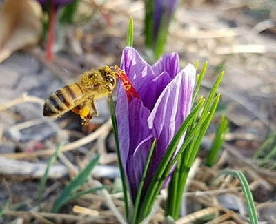 عسل زعفران