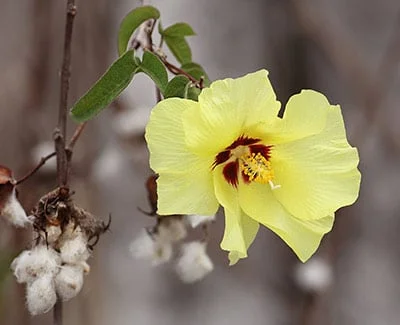 عسل پنبه