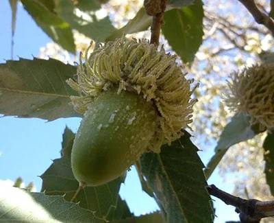 عسلک بلوط