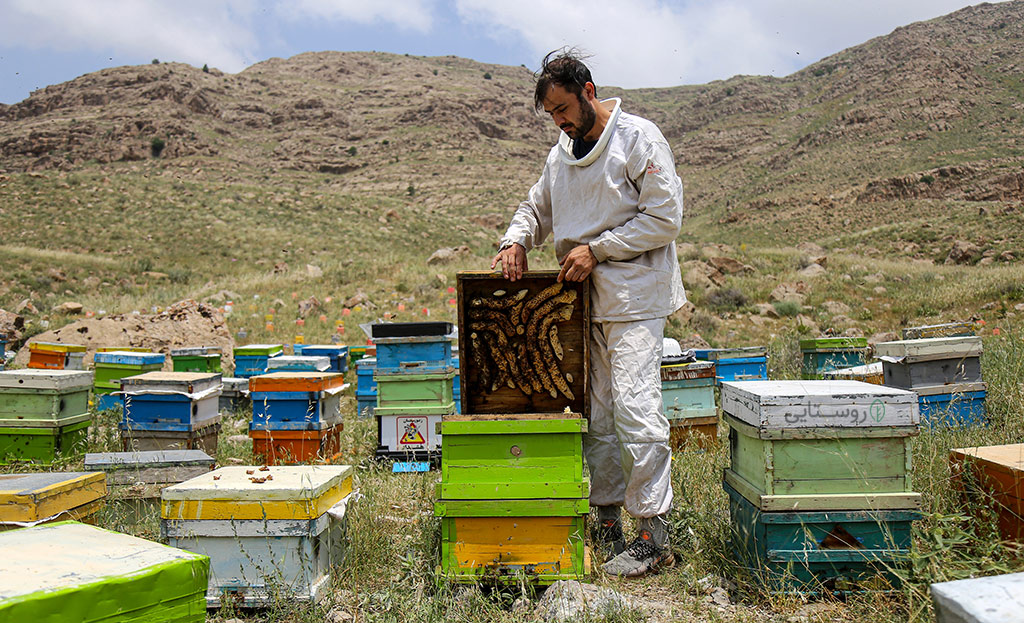 برداشت عسل طبیعی کوهستان