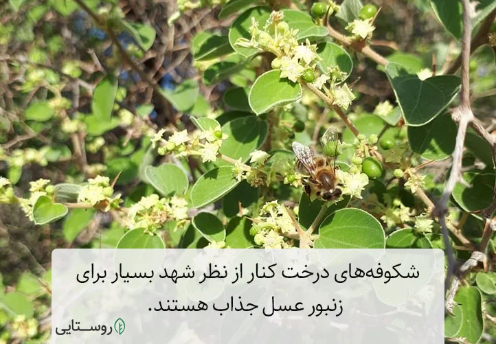 شکوفه های درخت کنار