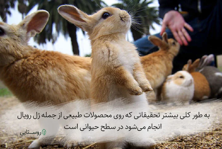 تاثیر ژل رویال بر روی حیوانات