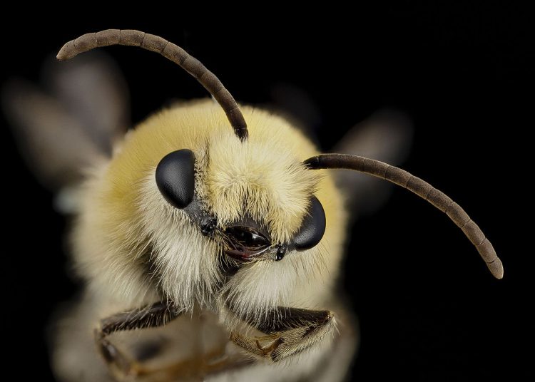 عکس از صورت زنبور عسل