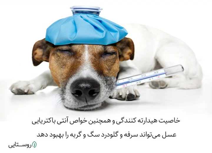 عسل برای سرفه و گلودرد سگ و گربه