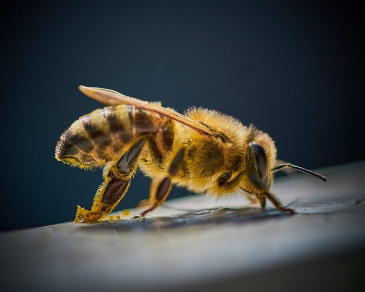 عکس زنبور عسل پر از گرده گل
