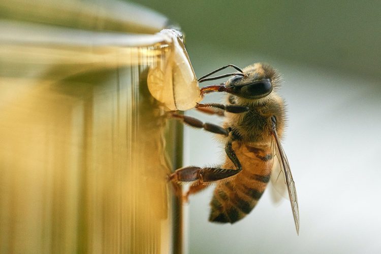 عکس زنبور عسل مشغول آب خوردن