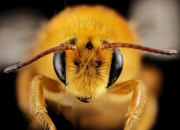 تصویر زنبور عسل