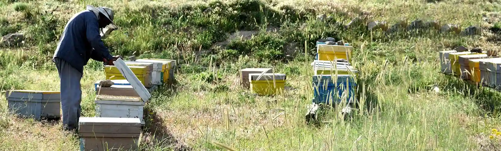 خرید عسل طبیعی از زنبوردار