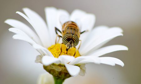 عکس از زندگی زنبور عسل