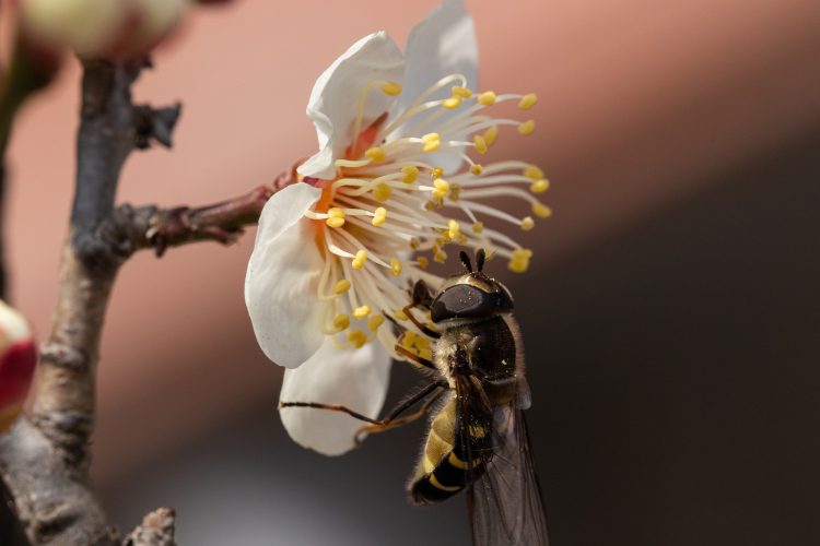عکس نمای نزدیک از یک زنبور