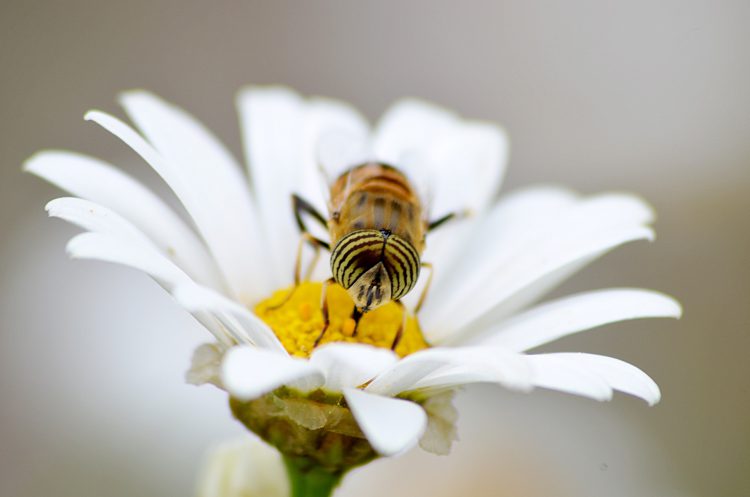 عکس زیبا از زنبور عسل