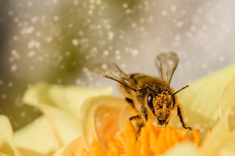 عکس زنبور عسل بر روی گل زرد
