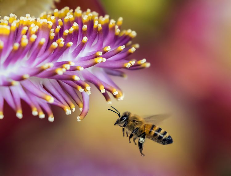 عکس پرواز یک زنبور عسل به سمت یک گل زیبا