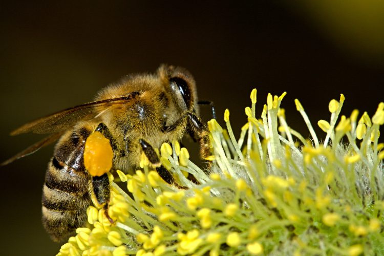 یک عکس زیبا از زنبور عسل