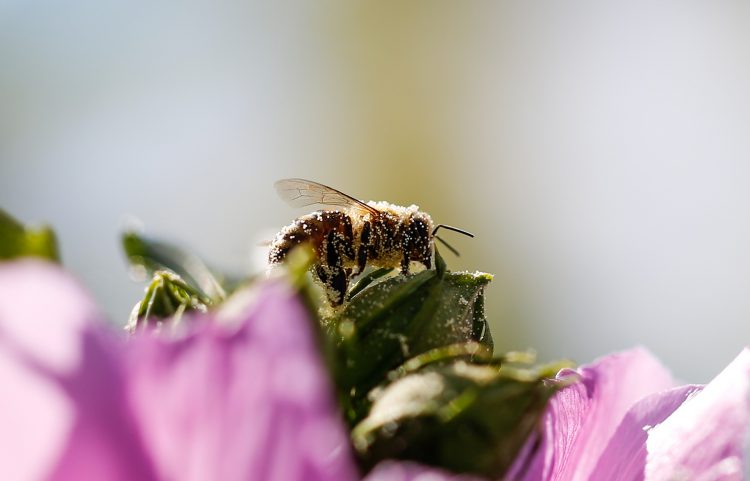 عکس زنبور پر از گرده گل