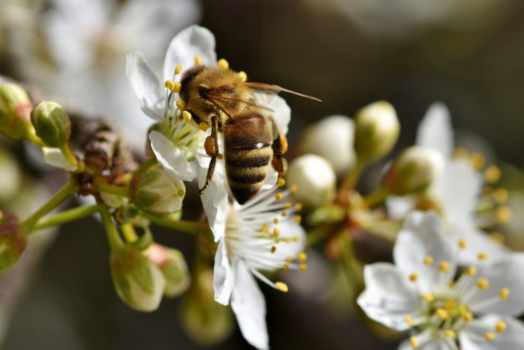 عکس زنبور بر روی شکوفه های گیلاس