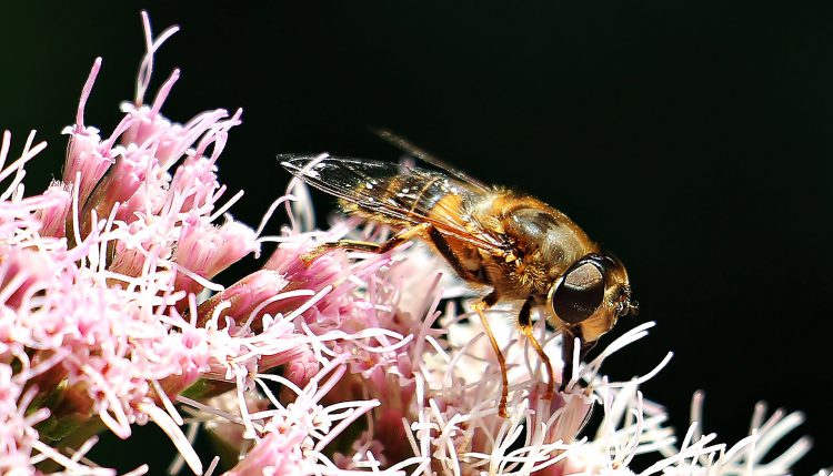 عکس زنبور عسل نشسته بر گل صورتی