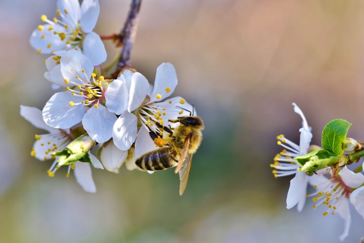 کار کردن زنبور عسل بر روی شکوفه ها