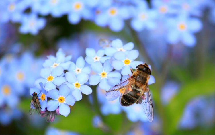 عکس زنبور بر روی گل‌های کوچگ