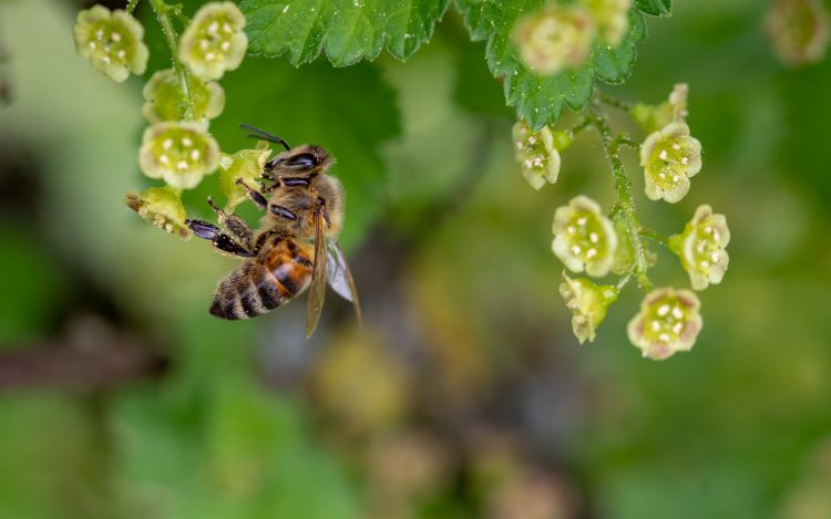 عکس زنبور عسل هنگام نوشیدن شهد