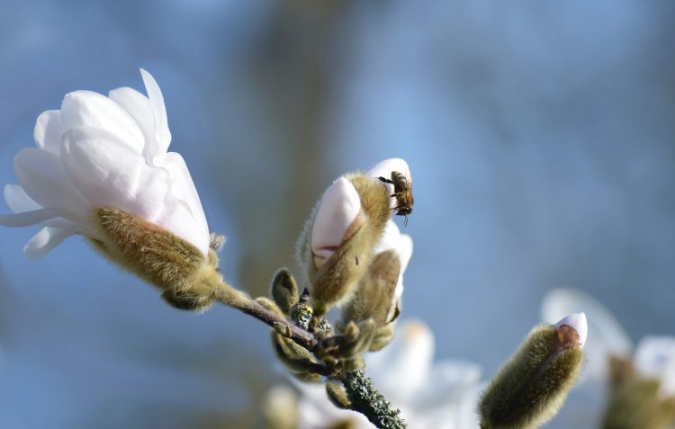 عکس زنبور عسل بر روی شکوفه‌های نوشکفته