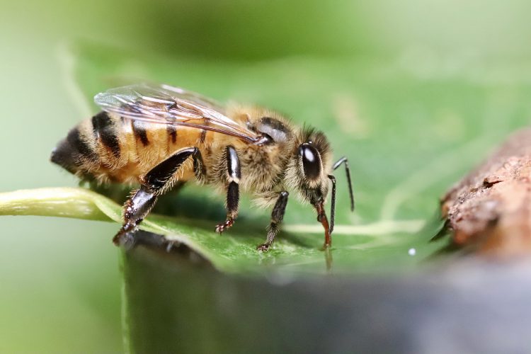 عکس زنبور عسل هنگام نوشیدن آب