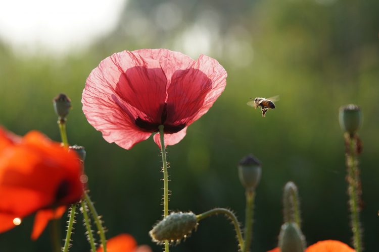 عکس پرواز زنبور عسل به سمت لاله