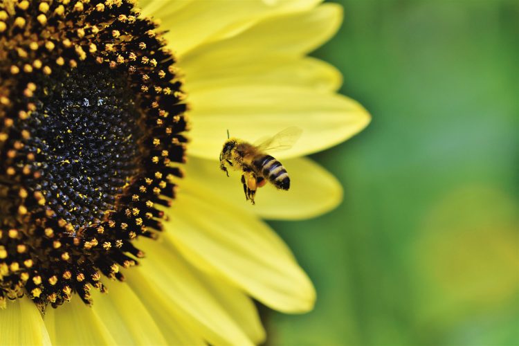 عکس زنبور عسل هنگام پرواز به سمت گل آفتابگردان
