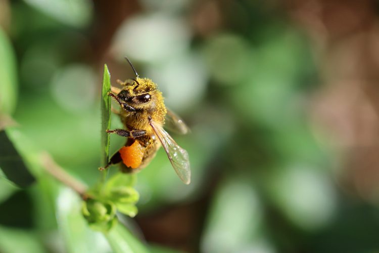 عکس شگفت انگیز از زنبور عسل