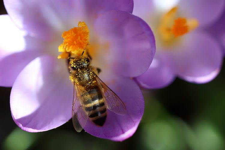 عکس زنبور روی گل‌های صورتی