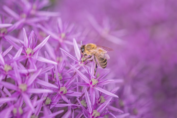 زنبور عسل هنگام جمع آوری شهد