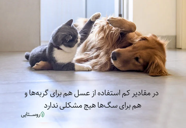 عسل برای سگ و گربه