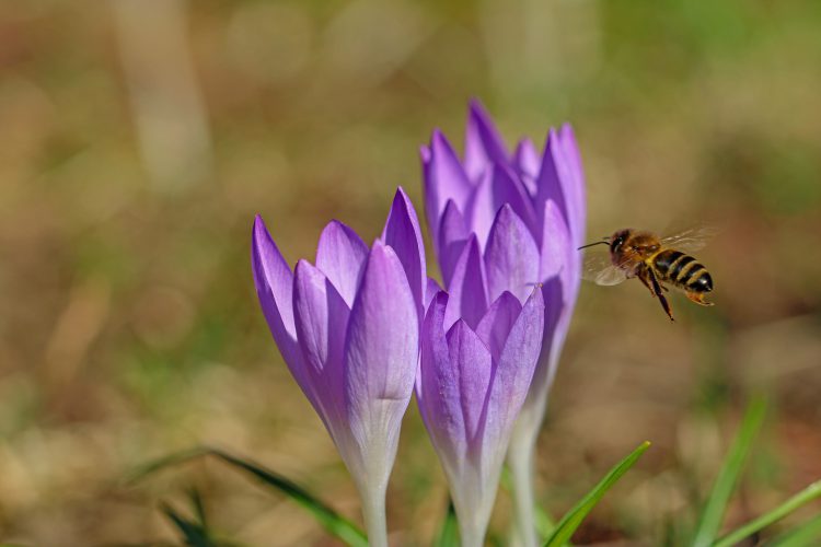 پرواز زنبور عسل به سمت گل زعفران