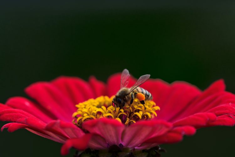 عکس زنبور روی یک گل زیبا
