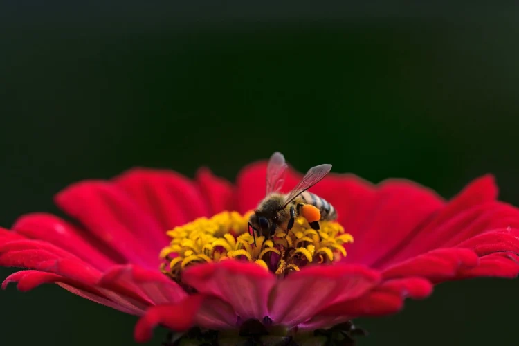 عکس زنبور روی یک گل زیبا