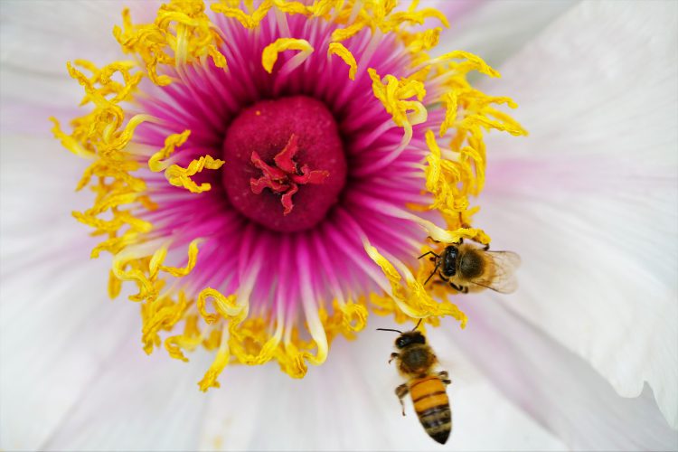 عکس زنبورها مشغول کار بر روی گل