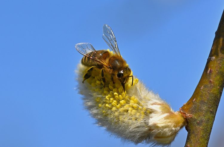عکس نوشیدن شهد توسط زنبور